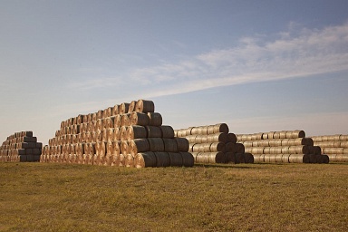 В России заготовлено более 24 млн тонн кормовых единиц объемистых кормов