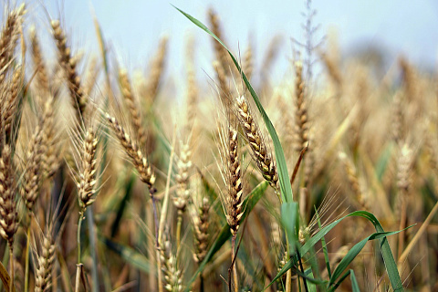 Экспортные цены на пшеницу быстро растут, СовЭкон впервые снижает прогноз урожая-2019