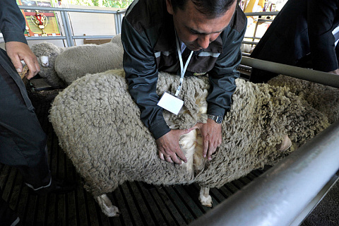 На Ставрополье вывели овец с уникальными качествами