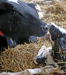 Оптимизация ухода за скотом после отела: обеспечение здоровья матерей и телят