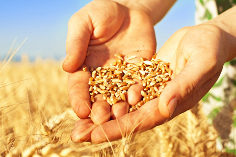 Более 100 млн тонн зерна собрано в России