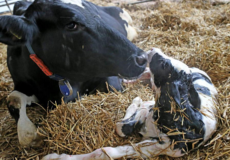 Оптимизация ухода за скотом после отела: обеспечение здоровья матерей и телят